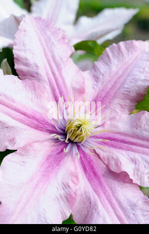 Clématite Clematis, cultivar, beauté dans la nature, grimpeur, couleur, jardin de fleurs, plantes, floraison d'été, le gel hardy, croissante, extérieur, plante vivace, PLANTE, étamine, rose, Banque D'Images