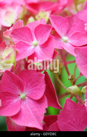 Hydrangea 'Westfalen', Hortensia, Hydrangea macrophylla 'Westfalen", beauté dans la nature, couleur, jardin de plantes, fleurs, feuilles caduques, à fleurs d'été, le gel hardy, croissante, Hortensia, extérieur, Plante, arbuste, rose, Banque D'Images