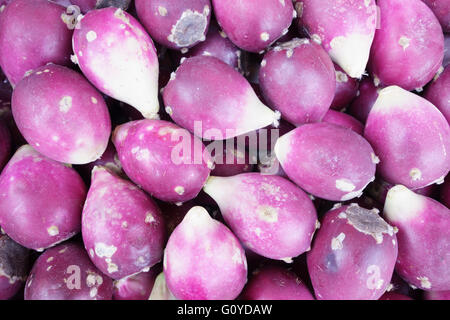 Cactus, Opuntia, Opuntia cochenillifera, beauté dans la nature, cactus, cactus Nopal cochenille, couleur, créatif, plante du désert, comestibles, feuillage persistant, floraison de printemps, floraison d'été, le gel tendre, fruits, fruits de l'été indien, de plus en plus, Fig, le Mexique, les Nochtli, Nopal, Opuntia, extérieur, lisse, figuier de Barbarie, Thon Blanca, fleur sauvage, Violet, Banque D'Images