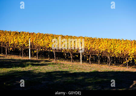 Adelaide Hills automne Mt Lofty Australie Australie du Sud Banque D'Images