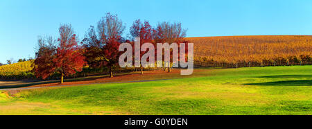 Vignes et Shaw Smith Winery vineyard paysage rural campagne automne ensoleillé Adelaide Hills Mt Lofty Australie du Sud Banque D'Images