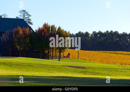 Vignes et Shaw Smith Winery vineyard paysage rural campagne automne ensoleillé Adelaide Hills Mt Lofty Australie du Sud Banque D'Images