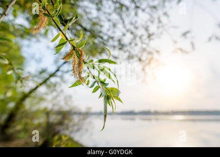 Un rétroéclairage puissant montre la transparence des feuilles de saule pleureur près du lac au printemps Banque D'Images