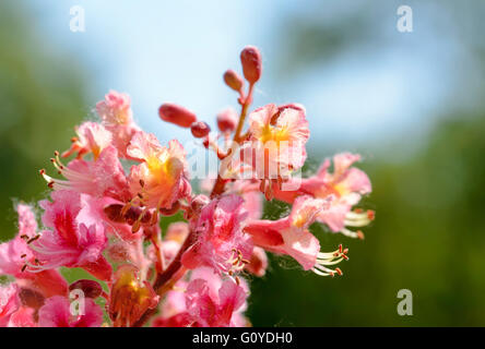 Aesculus x Carnea rouge, ou Red Horse-chestnut fleur sous le soleil de printemps lumineux Banque D'Images