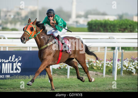 Le Qatar Racing & Equestrian Club, Doha. Qatar 5 mai 2016. Pierantonio Convertino remporte la course 1, le premier pur-sang Local Plaque. Crédit : Tom Morgan/Alamy Live News Banque D'Images