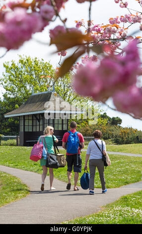 Bournemouth, Dorset, UK 6 mai 2016. Météo France : Les visiteurs passent sous les fleurs roses qu'ils aller à la plage à Bournemouth, Alum Chine Crédit : Carolyn Jenkins/Alamy Live News Banque D'Images