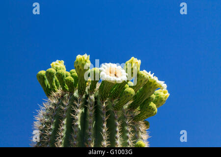 Printemps fleur blanche en haut d'un cactus géant saguaro, dans l'Arizona désert de Sonora. Banque D'Images