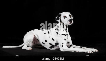 Un chien Dalmatien couché devant un fond noir Banque D'Images