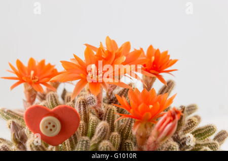 Du vrai homegrown orange fleur de cactus sur fond blanc Banque D'Images