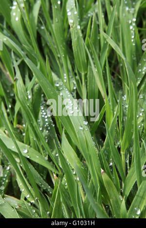 Les gouttelettes d'eau sur les brins d'herbe dans l'Irlande des pluies Banque D'Images