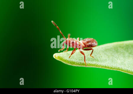 Un petit bug nymphe, à environ 3x la taille de la vie sur un capteur APS-C reflex numérique. Banque D'Images