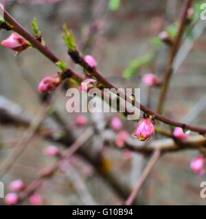 Dans la pluie de fleurs roses Banque D'Images