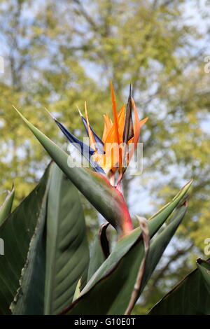 Strelitzia reginae ou également connu d'oiseaux de paradis flower Banque D'Images