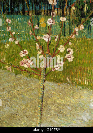 Vincent van Gogh - amandier en fleurs - Van Gogh Museum, Amsterdam Banque D'Images