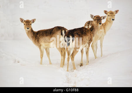 Trois cerfs de Virginie sur la neige, isolé à la recherche au viewer Banque D'Images