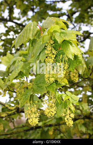 Acer pseudoplatanus Sycamore floraison Banque D'Images