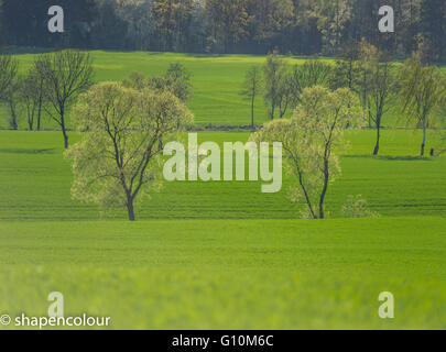 Ondulé de collines colorées en germination champs printemps Basse Silésie Pologne Banque D'Images