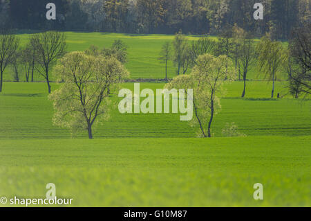 Ondulé de collines colorées en germination champs printemps Basse Silésie Pologne Banque D'Images