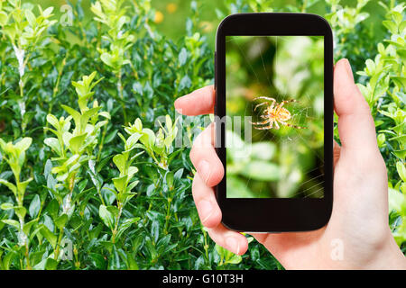 Concept de jardinage - photographies sur spider araignée entre feuilles boxtree sur smartphone Banque D'Images