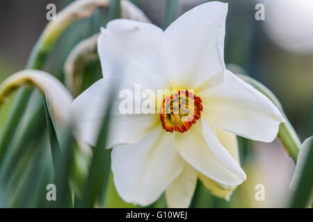 Narcissus poeticus - Pheasant's Eye Daffodil Banque D'Images