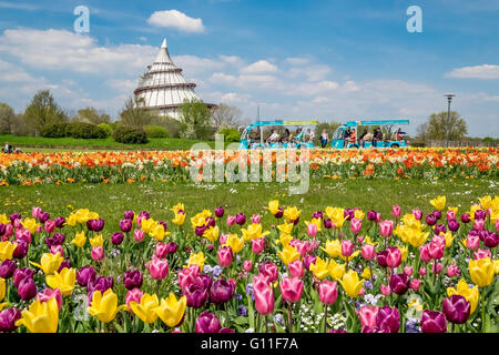 Magdeburg, Allemagne. 1er mai 2016. Tulipes colorées vu dans les quelques kilomètres du site Elbauenpark (lit. Elbe meadows park) avec ses Jahrtausendturm (tour du millénaire) à Magdebourg, Allemagne, 01 mai 2016. Photo : Andreas LANDER/DPA - PAS DE FIL - SERVICE/dpa/Alamy Live News Banque D'Images