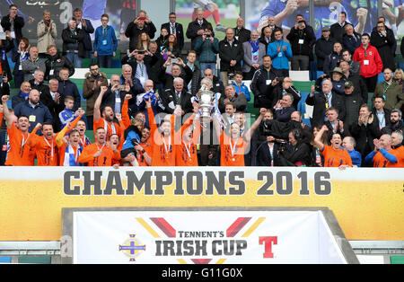 Belfast, Irlande du Nord. 07Th Mai 2016 Tennent's Irish Cup Final - Glenavon 2 Linfield 0. Les gagnants de la Coupe 2016 soulever le trophée. David Hunter/Alamy Live News Banque D'Images