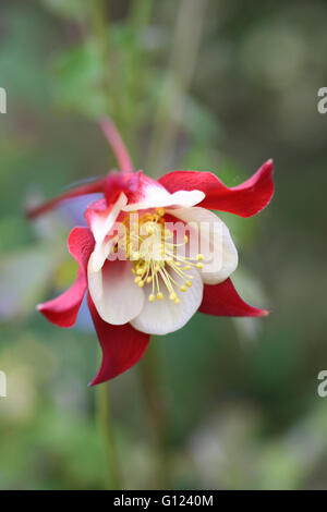 Gros plan d'une ancolie du Canada (Aquilegia caerulea), dans un jardin de fleurs Banque D'Images