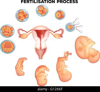 Processus de fécondation sur les droits de l'illustration Illustration de Vecteur