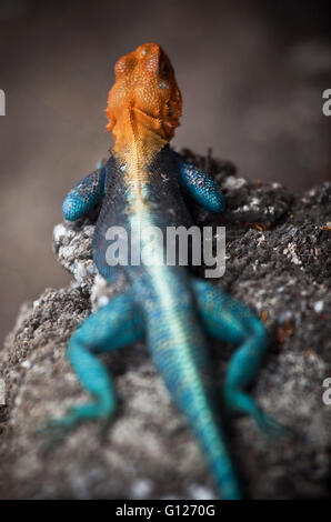 Lézard Agama tête orange à bronzer sur un rocher Banque D'Images