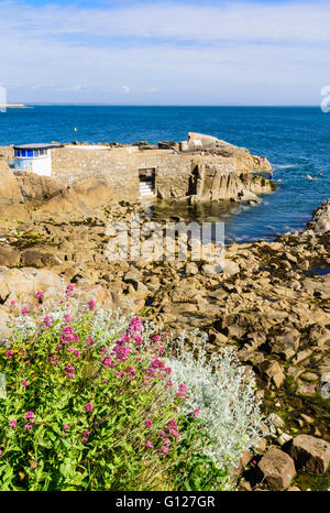 La natation de personnes au lieu de baignade de 40 pieds, Sandycove, Dun Laoghaire Rathdown-, Irlande Banque D'Images