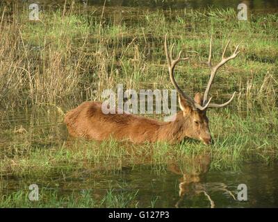 Swamp - Cerf Barasingha - Parc National de Kanha Banque D'Images