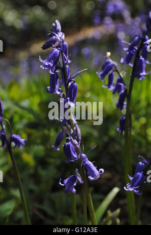 Bluebell wood, Durham, Angleterre Banque D'Images