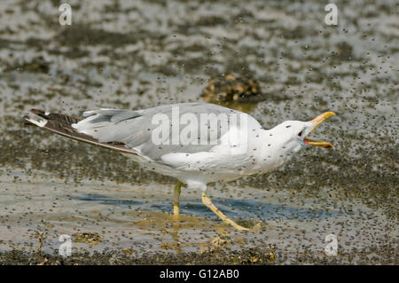 California Gull (Larus californicus) manger les mouches (Ephydra hians alcalins) dans l'air, Mono Lake, California Banque D'Images