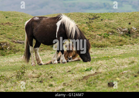 Poney Dartmoor poulain mâle entre les jambes de la mère. Une mare sauvage avec bébé, hardy chevaux sauvages qui ont été pendant des siècles en UK Banque D'Images