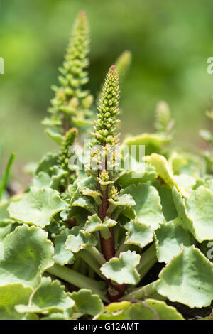 Navelwort (ombilic rupestris) en fleurs. Plante de la famille des Crassulaceae poussant sur sol avec fleur immature Banque D'Images