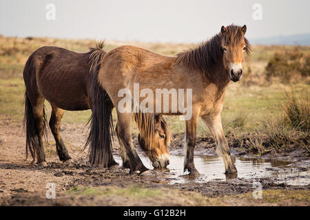 Deux poneys Exmoor Exmoor pâturage sur Banque D'Images