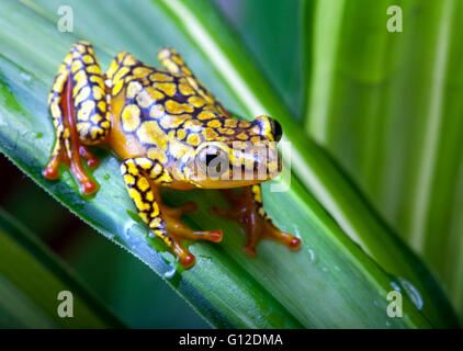 Les arlequins Poison Dart Frog ou Dendrobates histrionicus Banque D'Images