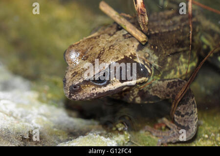 Anglais Common frog Rana temporaria dans un étang de jardin Banque D'Images