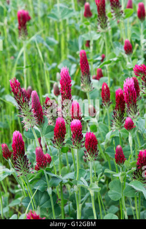 'Trèfle incarnat Trifolium incarnatum' floraison dans champ vert. Banque D'Images