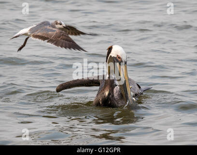 Laughing gull essayant d'enlever une capture de le pélican brun (Pelecanus occidentalis), Galveston, Texas, États-Unis Banque D'Images