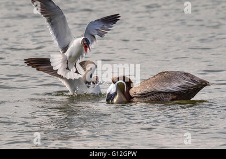 Mouettes riant essayant d'emporter une prise de le pélican brun (Pelecanus occidentalis), Galveston, Texas, États-Unis Banque D'Images