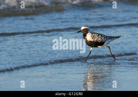 À ventre noir, ou gris plover (Pluvialis squatarola) en plumage nuptial sur la plage et de l'océan, Galveston, Texas, États-Unis. Banque D'Images