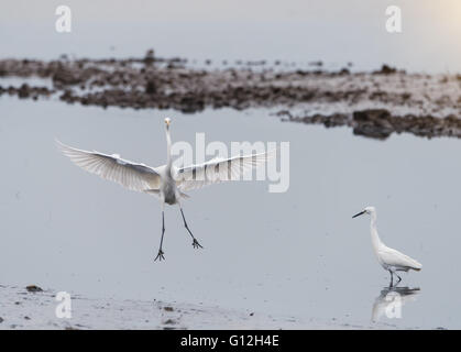 Aigrette blanche Banque D'Images