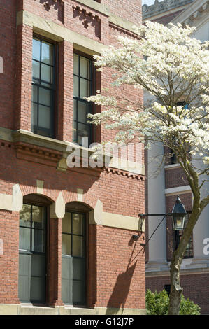 Fleur de printemps dans la cour de l'Université de Harvard, Cambridge, Massachusetts, USA Banque D'Images