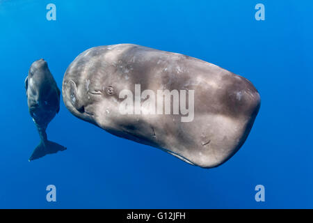 Cachalot, mère et son petit, Physeter macrocephalus, mer des Caraïbes, la Dominique Banque D'Images