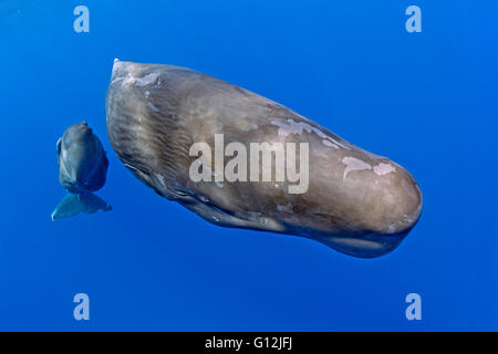 Cachalot, mère et son petit, Physeter macrocephalus, mer des Caraïbes, la Dominique Banque D'Images