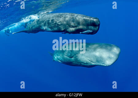 Cachalot, mère et son petit, Physeter macrocephalus, mer des Caraïbes, la Dominique Banque D'Images