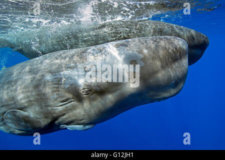 Cachalot, mère et son petit, Physeter macrocephalus, mer des Caraïbes, la Dominique Banque D'Images