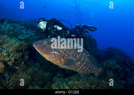 Scuba Diver et Dusky grouper, Epinephelus marginatus, Formigas, Açores, Portugal Banque D'Images