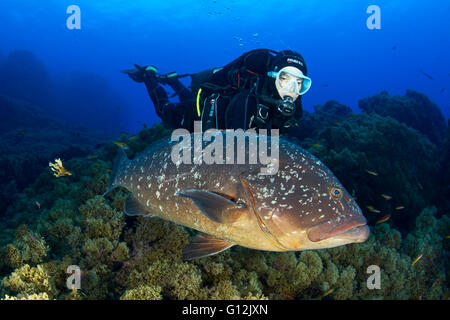 Scuba Diver et Dusky grouper, Epinephelus marginatus, Formigas, Açores, Portugal Banque D'Images